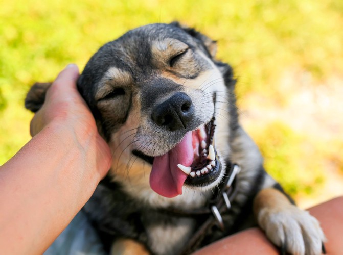 膝に前足を乗せる犬