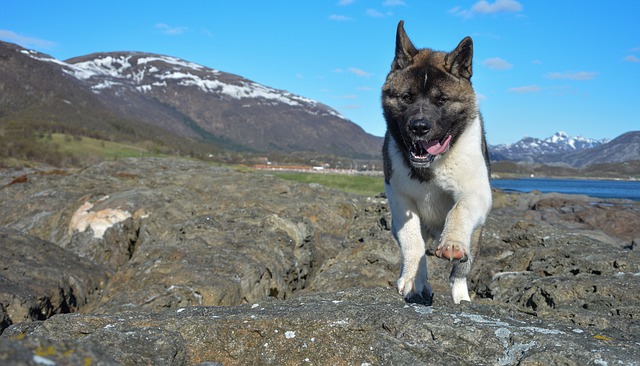 黒の秋田犬