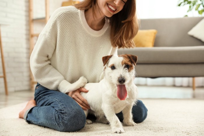 ソファの上で横になる犬