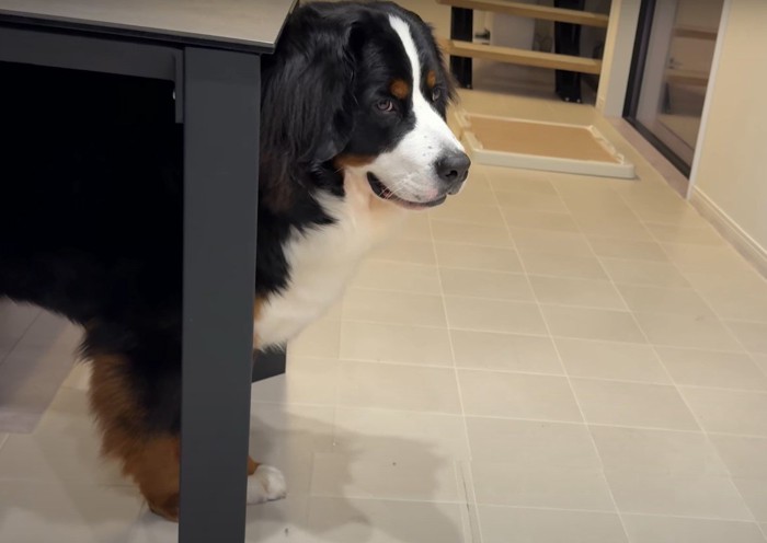 テーブルの下に隠れる犬