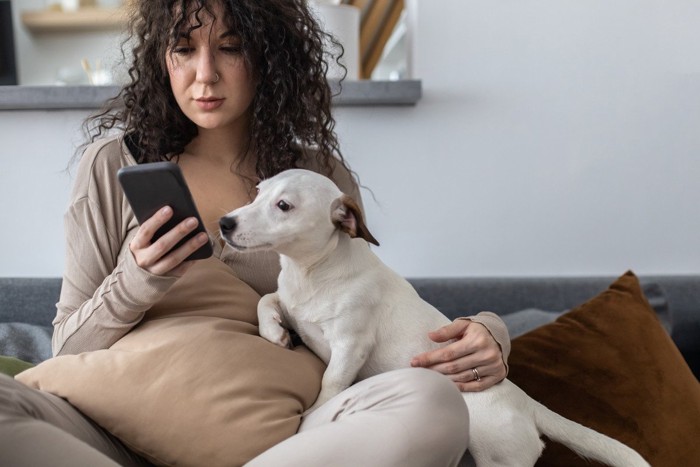 スマホに夢中の飼い主の膝に、前足を乗せる犬