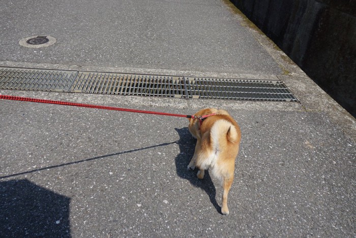 グレーチングと柴犬の後ろ姿