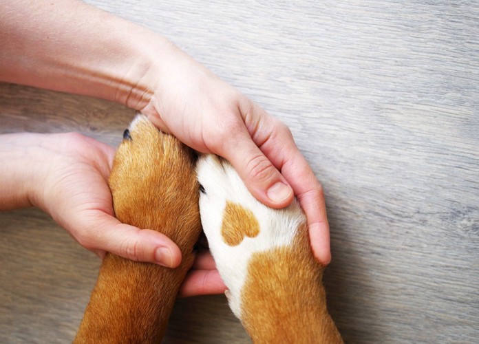 犬の足と人の手