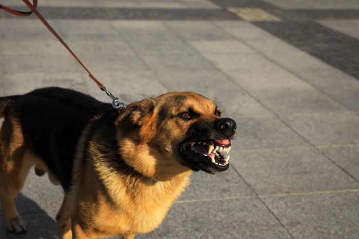 散歩中に吠える犬