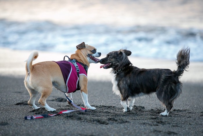 砂浜で遊ぶ2匹の犬