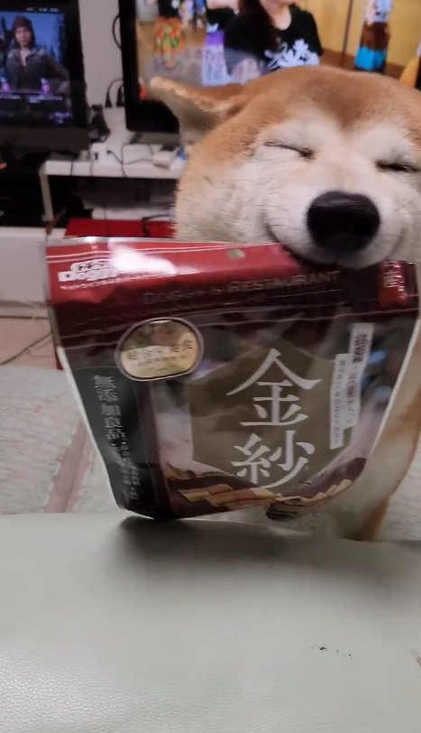 柴犬の「茶々丸」さん