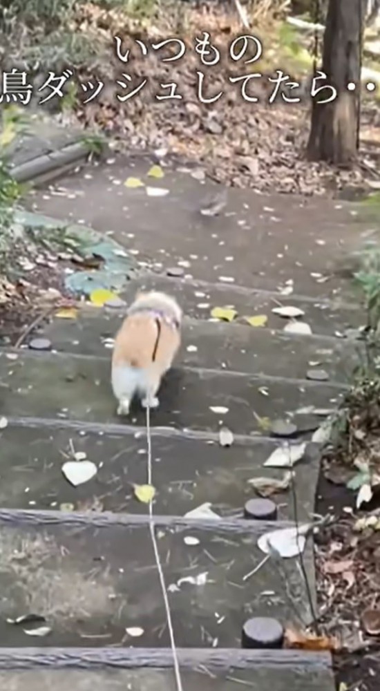 階段を下りる犬