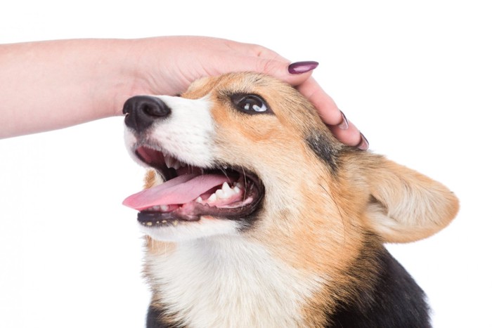犬の『正しい撫で方』できていますか?喜ばれるコツやNG行為を解説 | わんちゃんホンポ