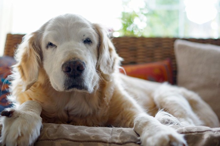 ソファーの上の老犬、ゴールデン