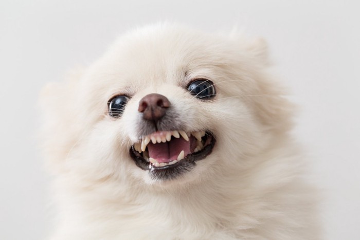 歯を見せる犬