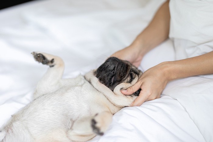 マッサージされてうっとりしている犬