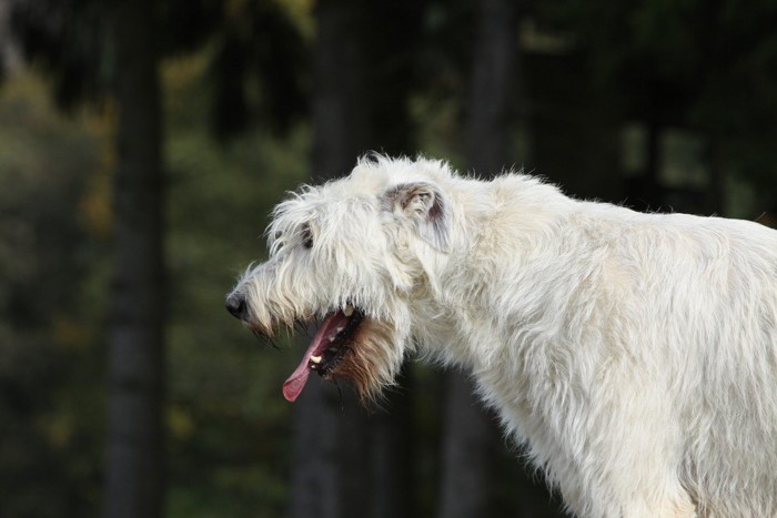 咳をする犬