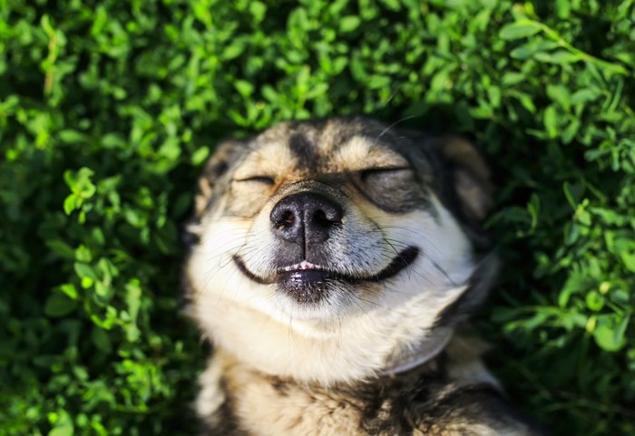 仰向けに寝転んで微笑む犬