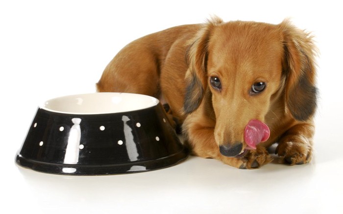 餌を食べた犬