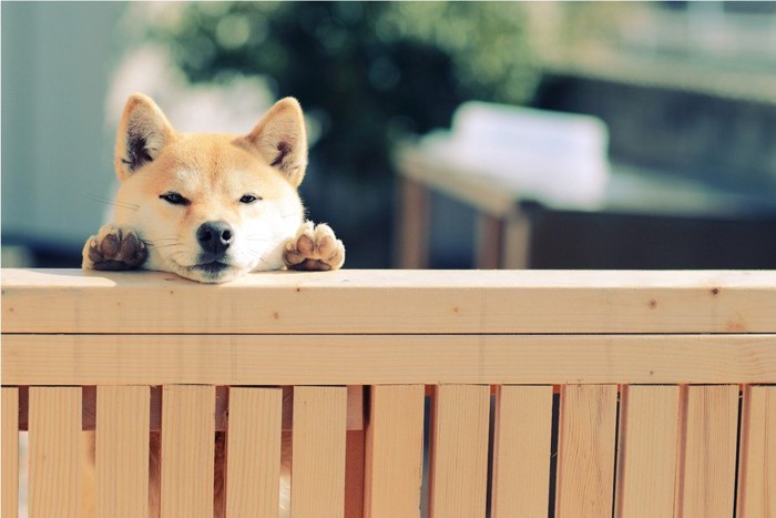 柵から覗く柴犬