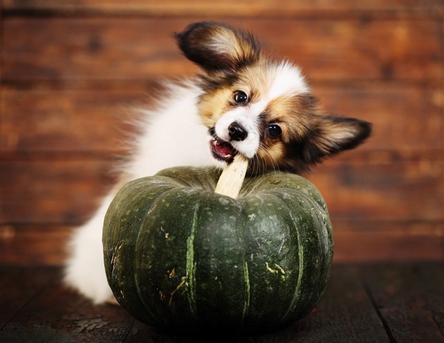 かぼちゃの茎を噛む犬