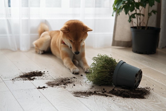 鉢を倒した犬