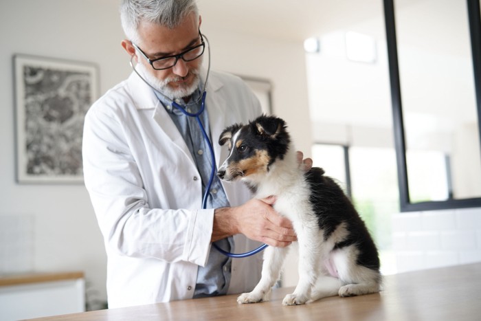 医者と診察を受けている犬