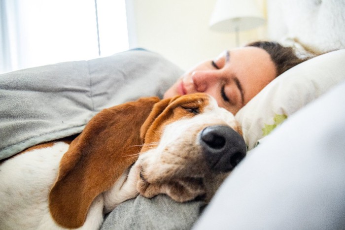 飼い主の隣で熟睡する犬