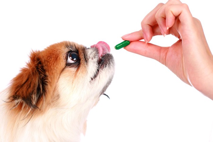 飼い主の手から薬を飲もうとする犬