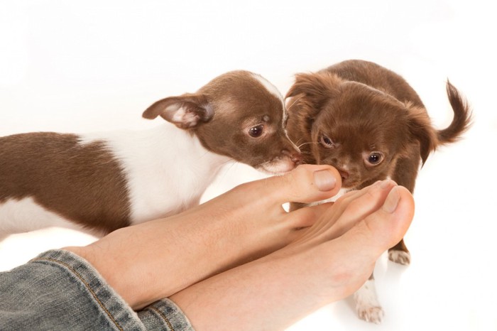 足を舐める2匹の子犬