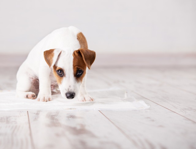 トイレシーツに乗っている犬