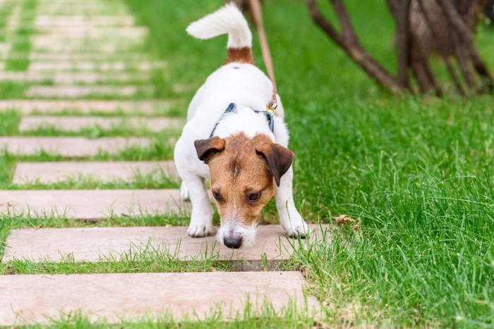 匂いを嗅ぎながら歩いている犬