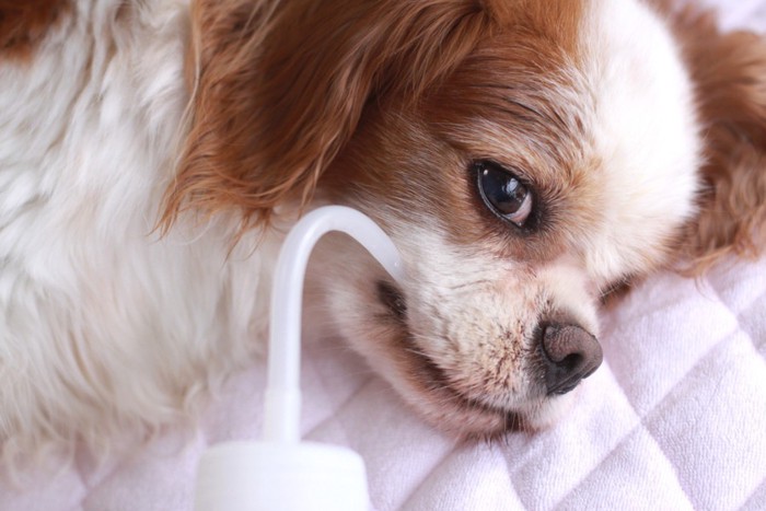 水を飲む老犬