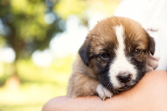 抱っこされる子犬