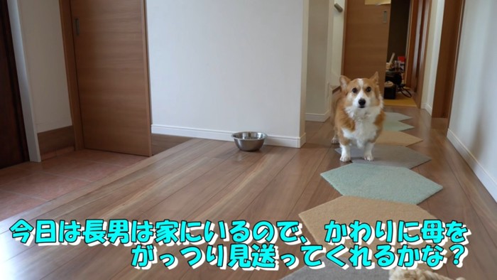 玄関の犬