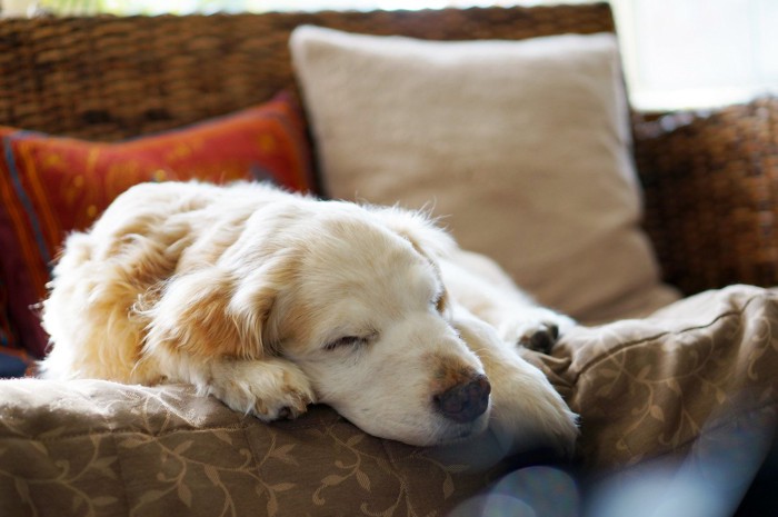 睡眠中の犬