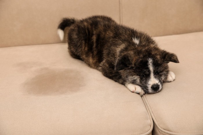 お漏らししてしまった秋田犬