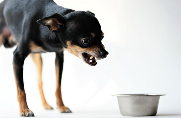 食器の前で威嚇する黒い犬