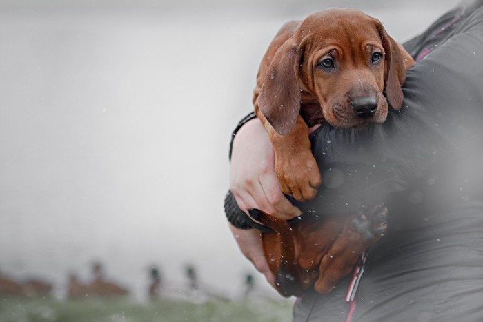 抱っこされるローデシアンリッジバックの子犬