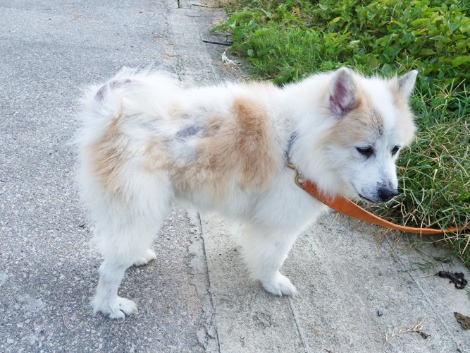 脱毛が見られる白い犬