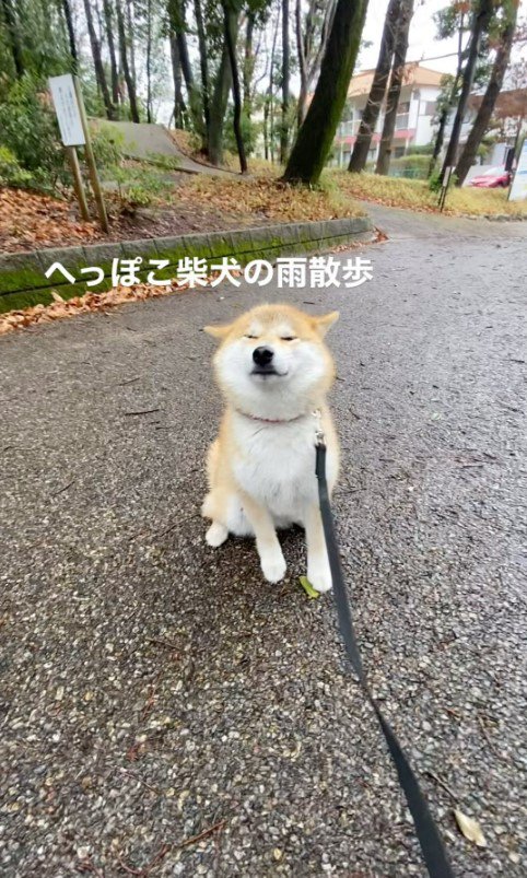 雨が苦手なこむぎちゃん