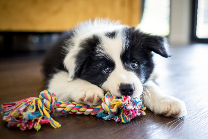 ロープをかむ子犬