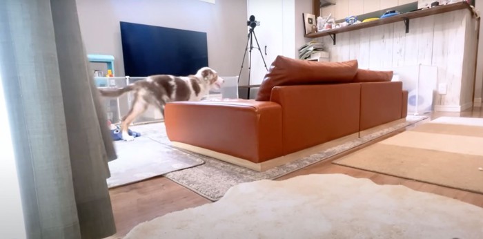 テレビとソファーの間を歩く犬