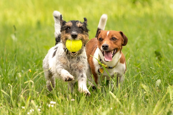 ボールで遊ぶ犬