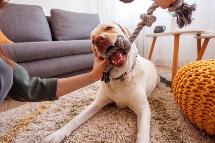 ロープのおもちゃで遊ぶ犬