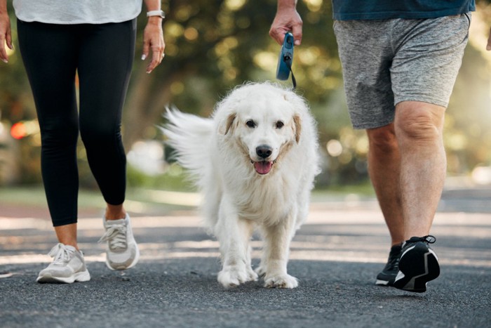 散歩する老犬とカップル