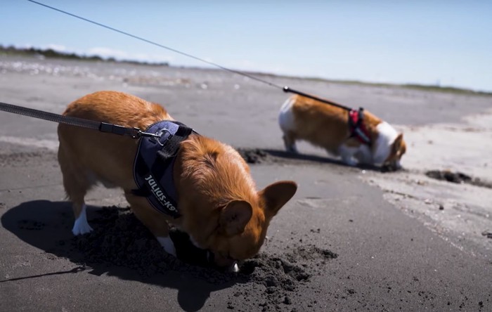 掘る犬