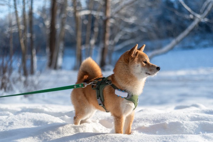 雪とハーネスをした柴犬