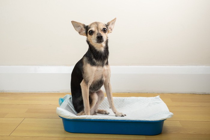 シートが敷かれたトイレに座っている犬