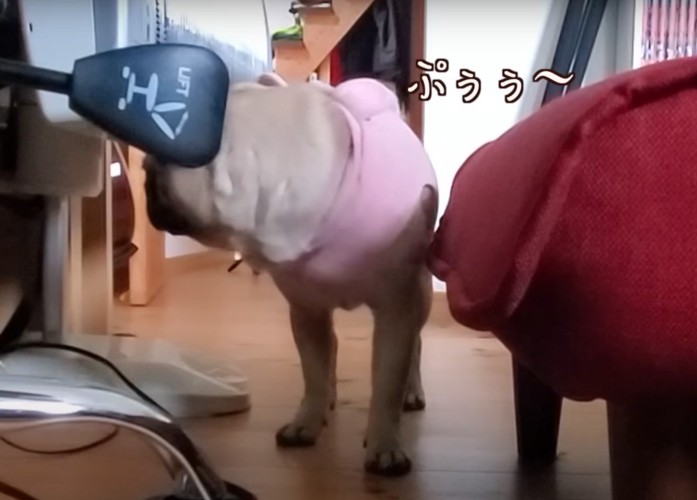 オナラをする犬