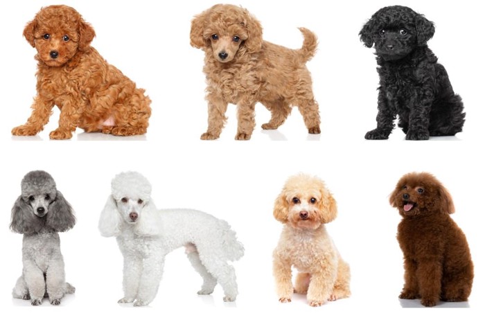 Toy Poodle Dog Breed Information And Characteristics Japanese Dog Toy Poodle Dog Breed Information And Characteristics Japanese Dog
