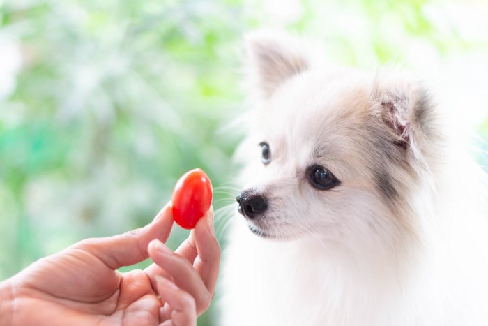 白い犬と赤い実