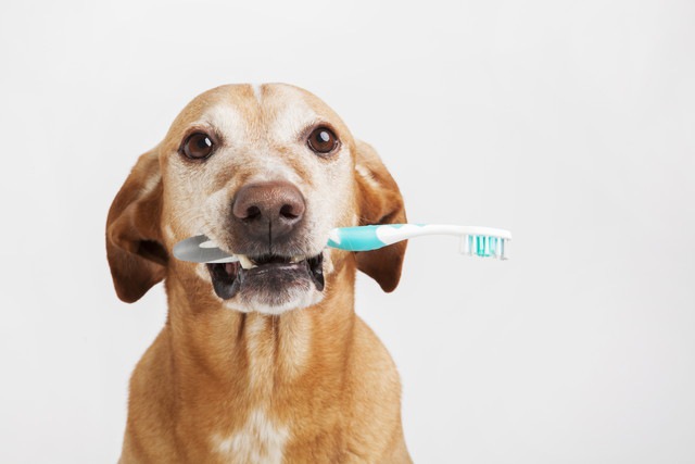 歯ブラシを咥えている犬