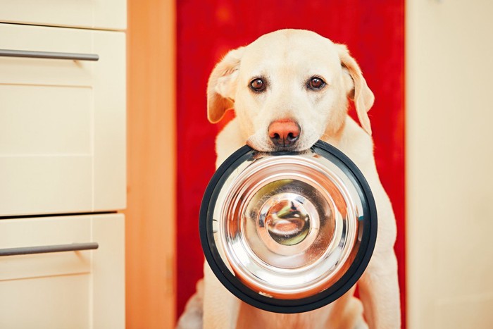 容器を持っている犬