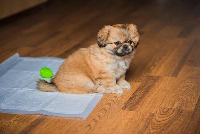 ペットシーツに乗る子犬